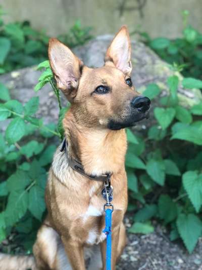 Deutsche Schäferhunde, Belgische Schäferhunde.-Beitrag-Bild