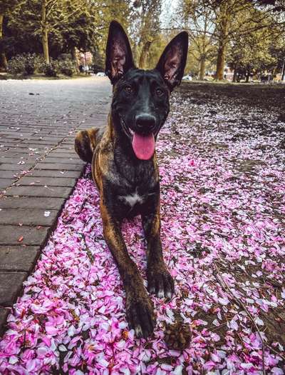 Deutsche Schäferhunde, Belgische Schäferhunde.-Beitrag-Bild