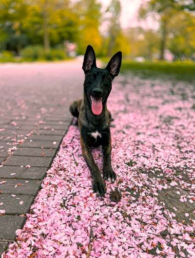 Holländische Schäferhunde-Beitrag-Bild