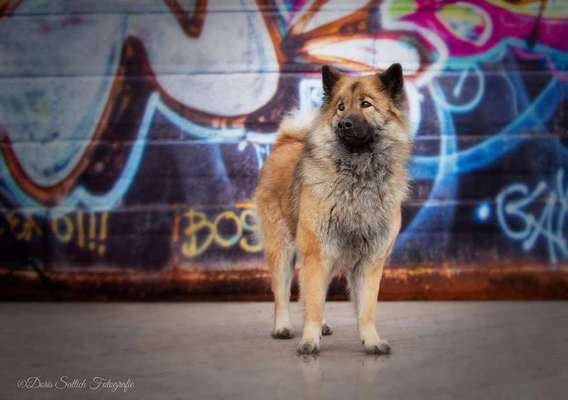 Dein Hund im Dogorama-Kalender 2021-Beitrag-Bild