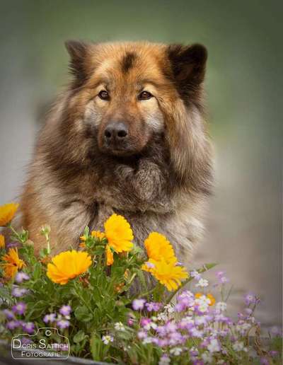 Dein Hund im Dogorama-Kalender 2021-Beitrag-Bild