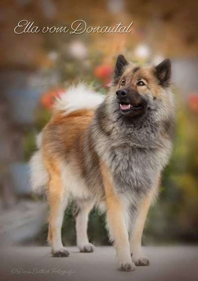 Dein Hund im Dogorama-Kalender 2021-Beitrag-Bild