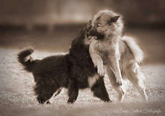 Mehrere Hunde zuhause !-Beitrag-Bild