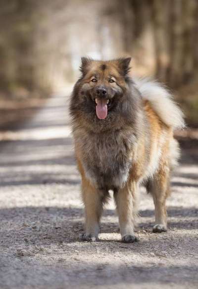 Dein Hund im Dogorama-Kalender 2021-Beitrag-Bild