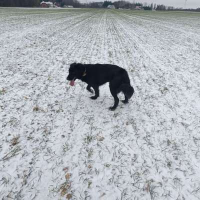 Hundetreffen-Training,Spiel,Gassi treffen-Bild