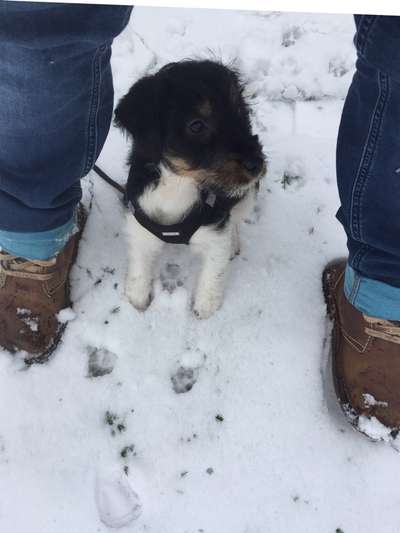 Welpen Bilder !-Beitrag-Bild