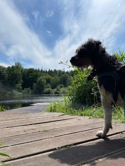 Hundeauslaufgebiet-Hütter Berge-Bild