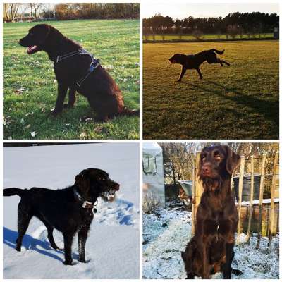 Labradoodle gesucht-Beitrag-Bild