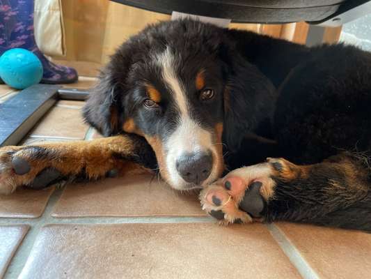 Berner Sennen-Beitrag-Bild