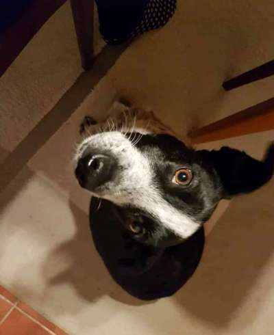 Dogorama Photo Challenge - Hundeblick zum hinschmelzen-Beitrag-Bild