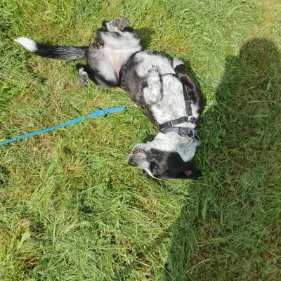 36. Handy Foto Challenge - Sonnenanbeter-Beitrag-Bild