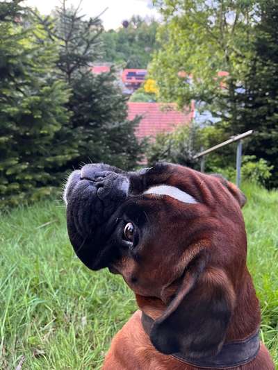 Hundetreffen-Spiele und Gassirunde am Wendebachstausee-Bild