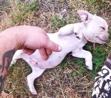 Welpen Bilder !-Beitrag-Bild