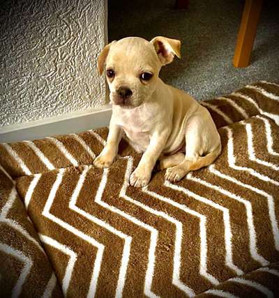 Welpen Bilder !-Beitrag-Bild