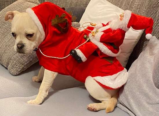 Weihnachtsfoto Aktion!-Beitrag-Bild