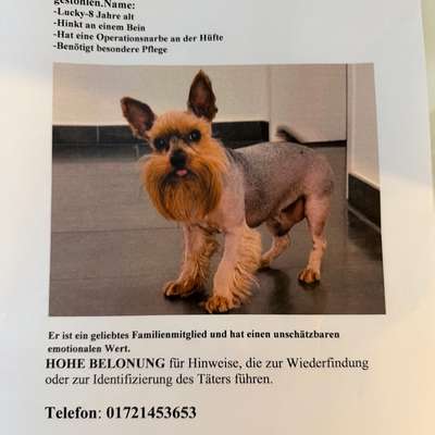 Suchmeldung-Lucky-Bild