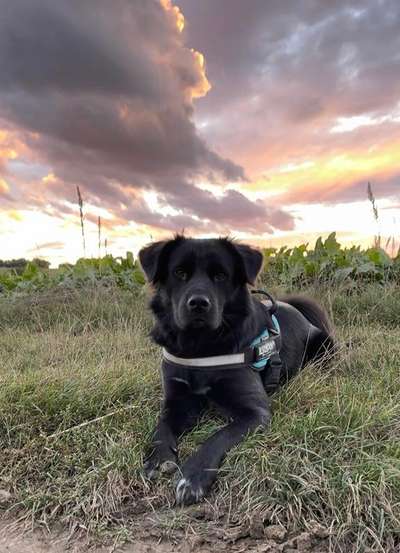 Die Dogorama Kalender Challenge Titelbild-Beitrag-Bild