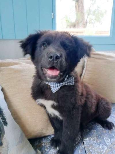 Welpen Bilder !-Beitrag-Bild