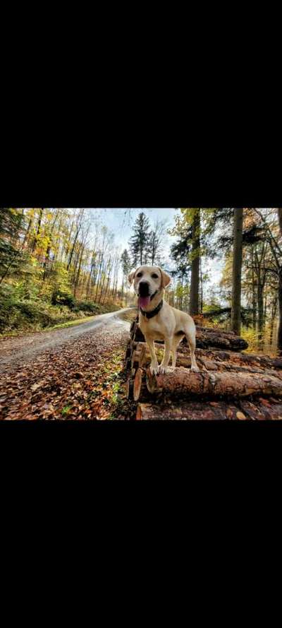 Hundetreffen-Gassirunde 🐶-Bild