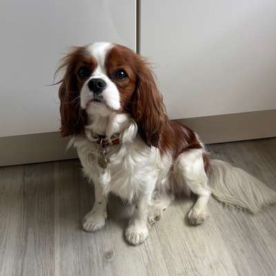 Hundetreffen-Gassiwalks, Garten Toben, usw.-Bild