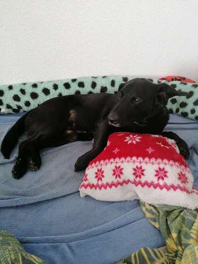 Tierschutzhund ist meine Lieblingsrasse-Beitrag-Bild