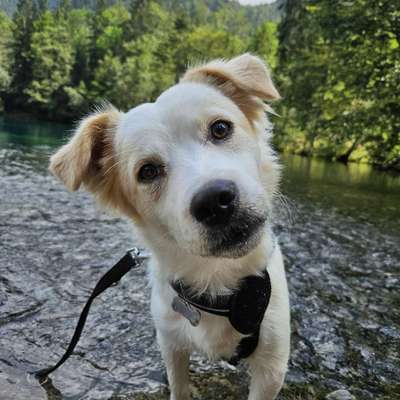 Hundetreffen-Gemeinsames Gassi gehen und spielen-Bild