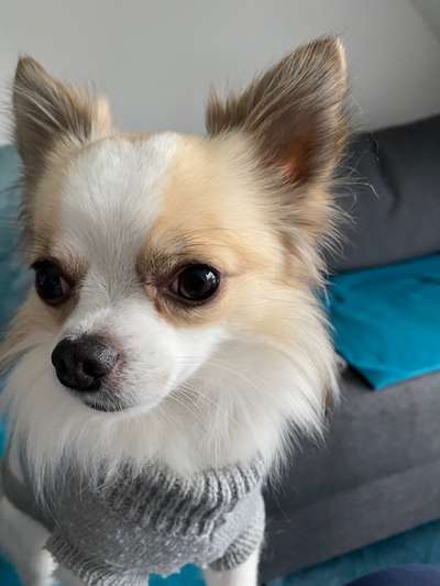 Fotochallange Nr. 57     PORTRÄT.   Beendet!!!!!!!!-Beitrag-Bild