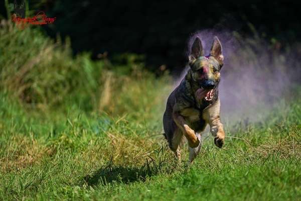 Deutsche Schäferhunde, Belgische Schäferhunde.-Beitrag-Bild