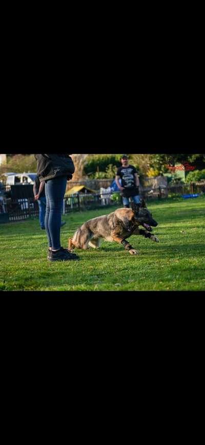 Die Dogorama Wochen Challenge-Beitrag-Bild