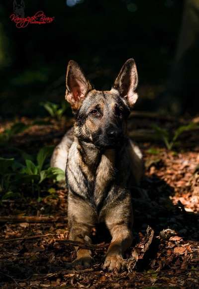 Deutsche Schäferhunde, Belgische Schäferhunde.-Beitrag-Bild