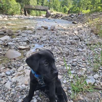 Hundetreffen-Welpenspiel-Bild