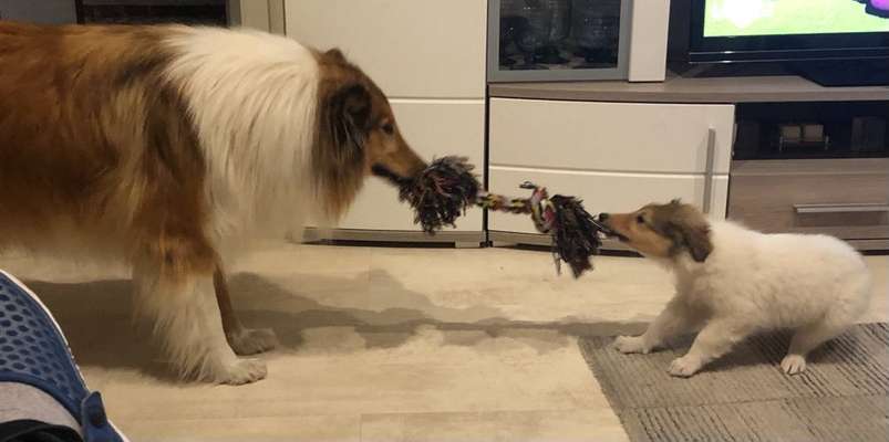 Die Dogorama Wochen Challenge-Beitrag-Bild