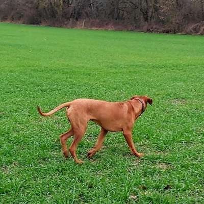 Hundetreffen-Junge Ridgebacks - Spieltreff für Junghunde-Bild