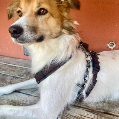 Hundetreffen-Freund/in gesucht für regelmässige Treffen/Gassirunden-Bild