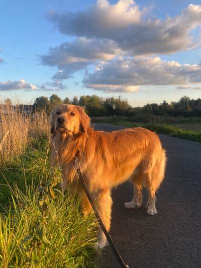 Hovawart-Beitrag-Bild