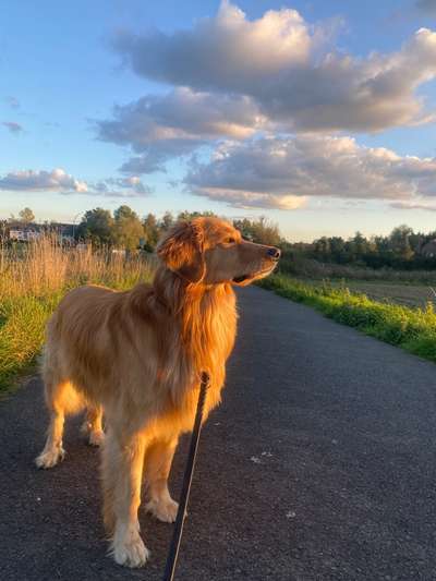 Hovawart-Beitrag-Bild