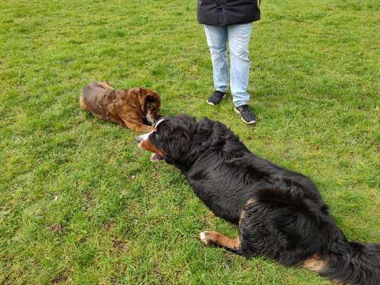 Bester Freund, Hundekumpel - zeigt her!-Beitrag-Bild