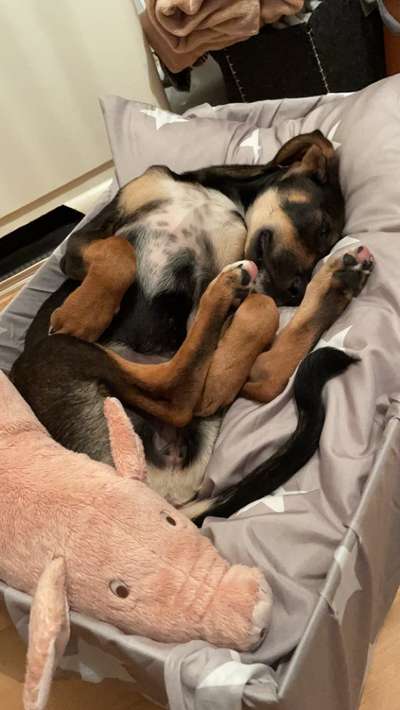 TierschutzhundeStammtisch🐕-Beitrag-Bild