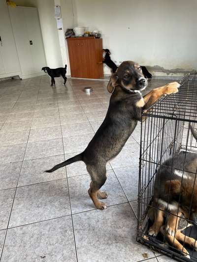 TierschutzhundeStammtisch🐕-Beitrag-Bild