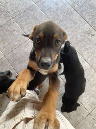 TierschutzhundeStammtisch🐕-Beitrag-Bild