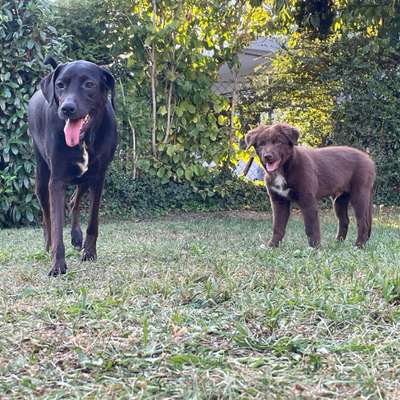 Hundetreffen-Gassitreffen zum Spielen und toben