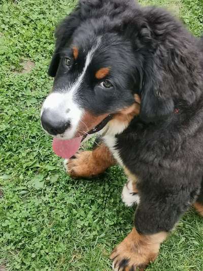 Die Dogorama Kalender Challenge Titelbild-Beitrag-Bild