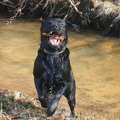 Hunde in Action-Beitrag-Bild