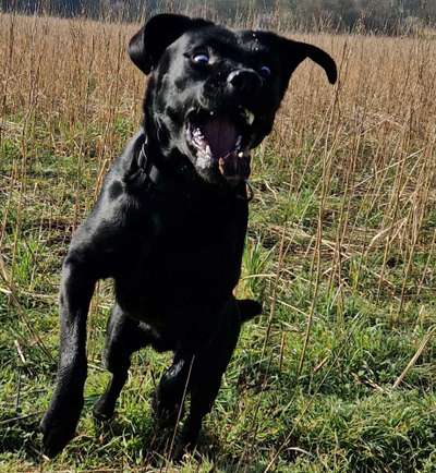 Fotowettbewerb ,,mein gruseliger Hund"-Beitrag-Bild