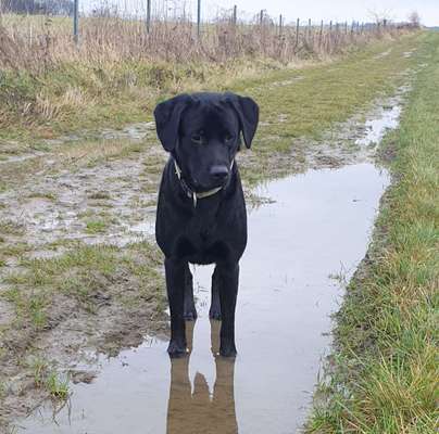 Dogorama Photo Challenge - Pfützen & Spiegelungen-Beitrag-Bild