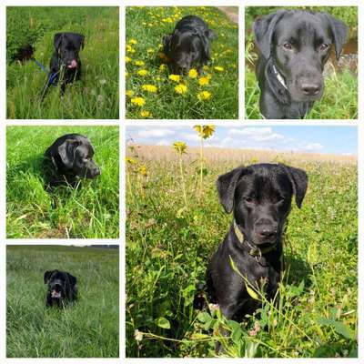 39. Collagen Challenge - Dein Hund auf einer Wiese-Beitrag-Bild