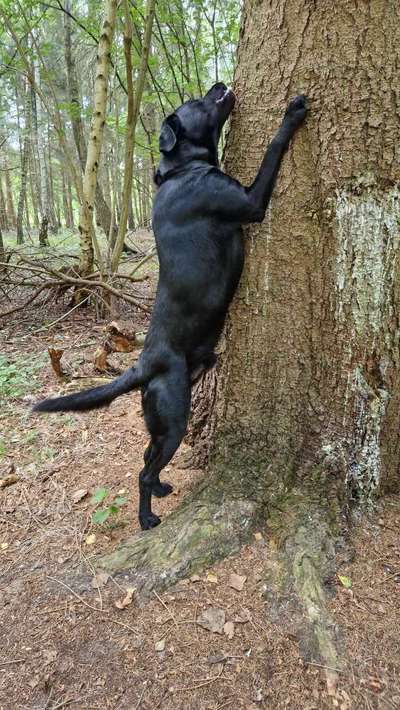 Foto -Challenge  Thema : Dein Hund Im Wald-Beitrag-Bild