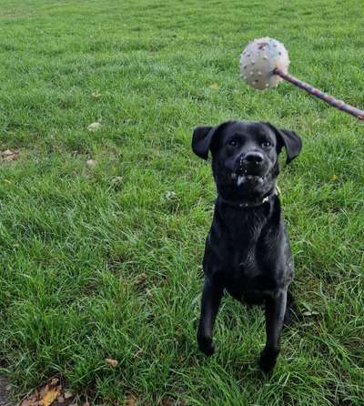 Dogorama Photo Challenge - Spielgesicht-Beitrag-Bild