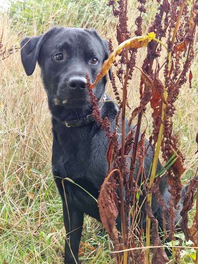 Herbst Bilder-Beitrag-Bild