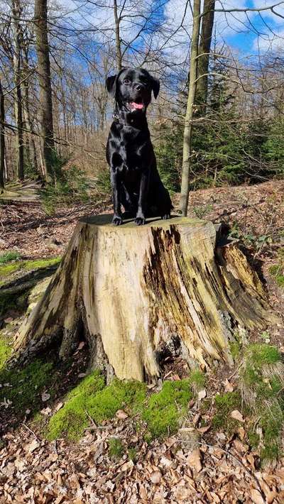 Dogorama Photo Challenge - Mein Holz und ich-Beitrag-Bild